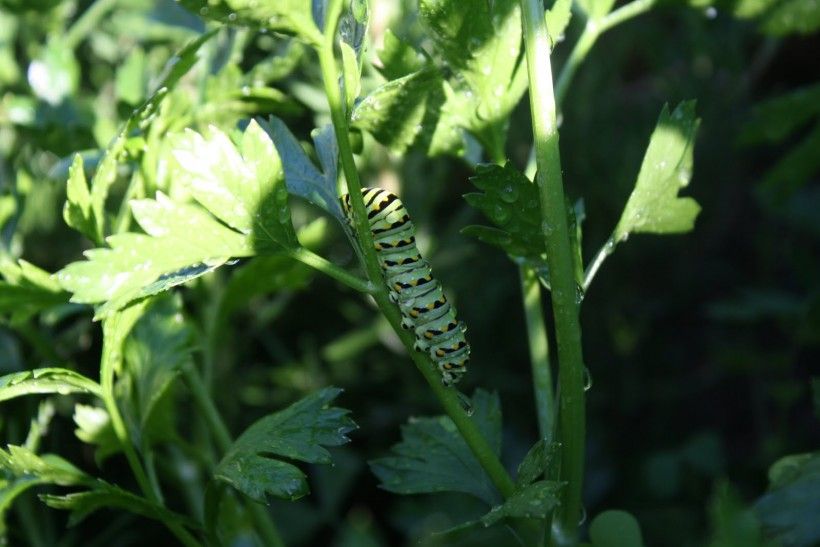 What's Eating My Parsley? Brandywine Conservancy and Museum of Art